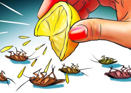 Как избавиться от тараканов в доме — эффективные способы и рекомендации
